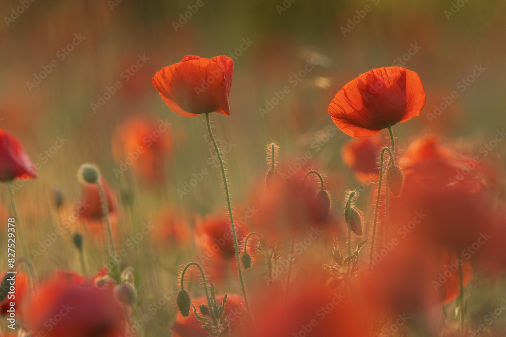 Obraz premium Mohnblumen in der Abendsonne