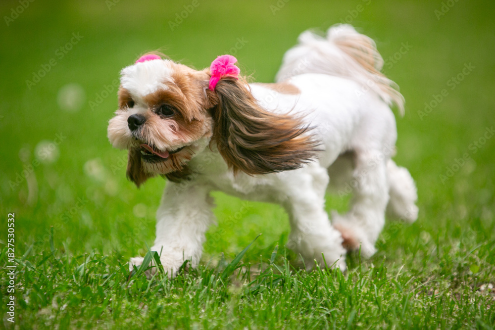 Shih Tsu dog in a green park Shih Tsu dog in a green park