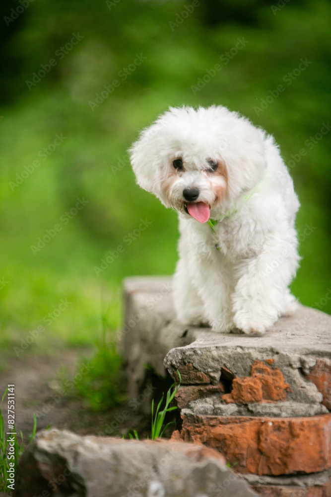 Bichon Frize dog in a green park Bichon Frize dog in a green park