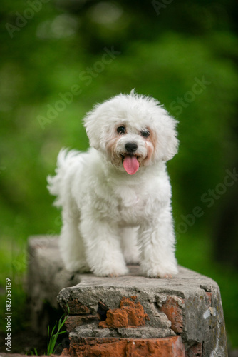 Bichon Frize dog in a green park