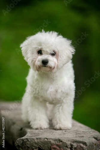 Bichon Frize dog in a green park