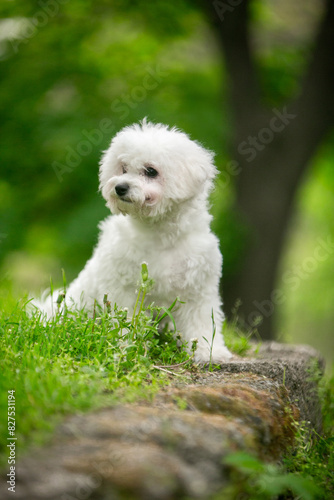 Bichon Frize dog in a green park