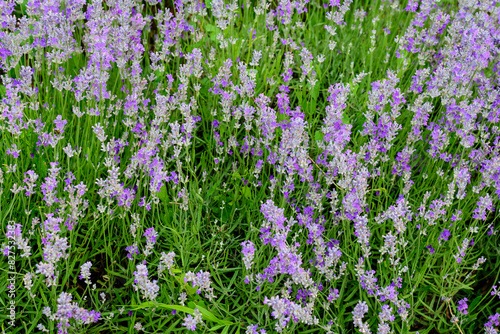 Many small blue lavender flowers in a garden in a sunny summer day photographed with selective focus  beautiful outdoor floral background.