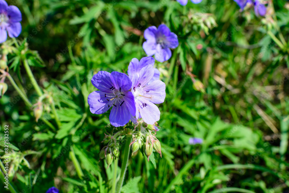 Delicate light blue flowers of Geranium pratense wild plant, commonly known as meadow crane's-bill or meadow geranium, in a garden in a sunny summer day, beautiful outdoor floral background. Delicate light blue flowers of Geranium pratense wild plant, commonly known as meadow crane's-bill or meadow geranium, in a garden in a sunny summer day, beautiful outdoor floral background.