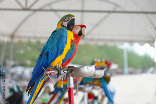 Blue gold macaw parrot standing on a perch.