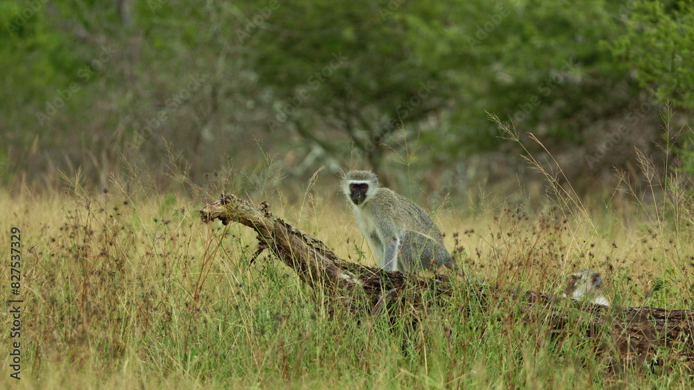 Animal. Vervet Monkey sitting alone in high grass in savannah. Monkey baby funny scene wildlife exotic forest. Monkey isolated sitting trees. Close-up. Wildlife of endangered animal species Animal. Vervet Monkey sitting alone in high grass in savannah. Monkey baby funny scene wildlife exotic forest. Monkey isolated sitting trees. Close-up. Wildlife of endangered animal species