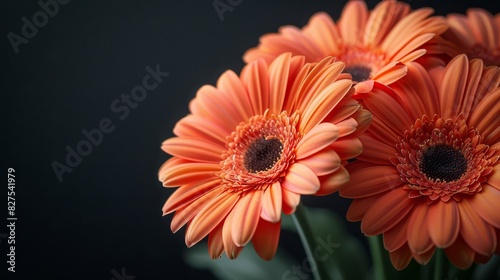 Stylized black background with a hint of glow behind vibrant gerbera flowers
