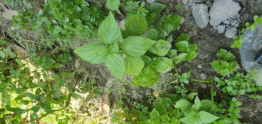 village unknown leaf captured in village unknown leaf captured in
