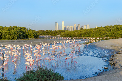 flamingo at Ras Al Khor Wildlife Sanctuary in Dubai