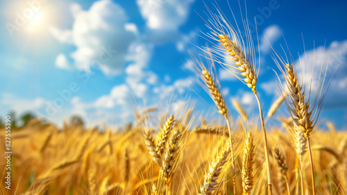 A field of golden wheat with a clear blue sky in background. sun is shining brightly  making the wheat look even more vibrant. Concept of abundance and growth. grain field with blue sky on background