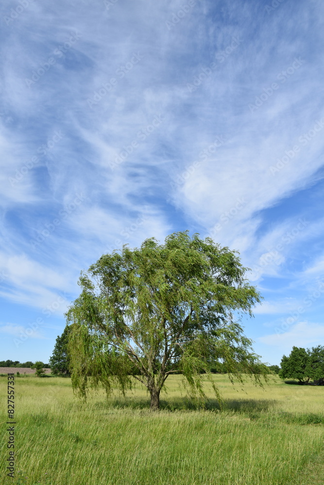 Obraz premium Weeping Willow Tree in a Field