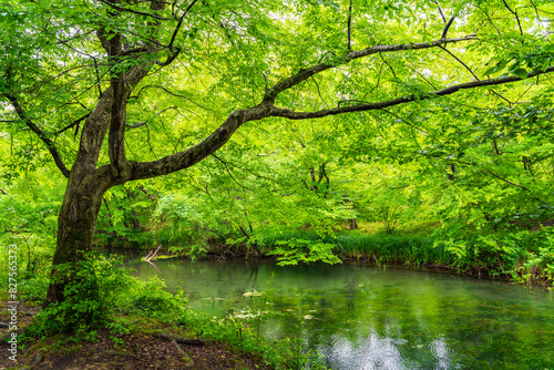 Small river in dense green jungle