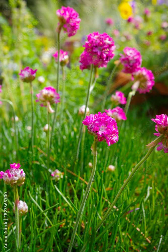 Vibrant pink flowers blooming in a garden with lush green grass, showcasing the beauty of nature and the outdoors. Vibrant pink flowers blooming in a garden with lush green grass, showcasing the beauty of nature and the outdoors.