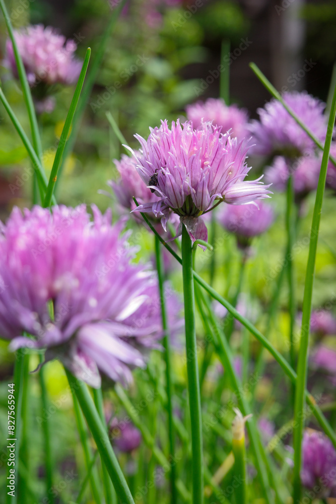 Close-up of vibrant pink chive flowers in full bloom, set against a lush green garden backdrop on a sunny day. Close-up of vibrant pink chive flowers in full bloom, set against a lush green garden backdrop on a sunny day.