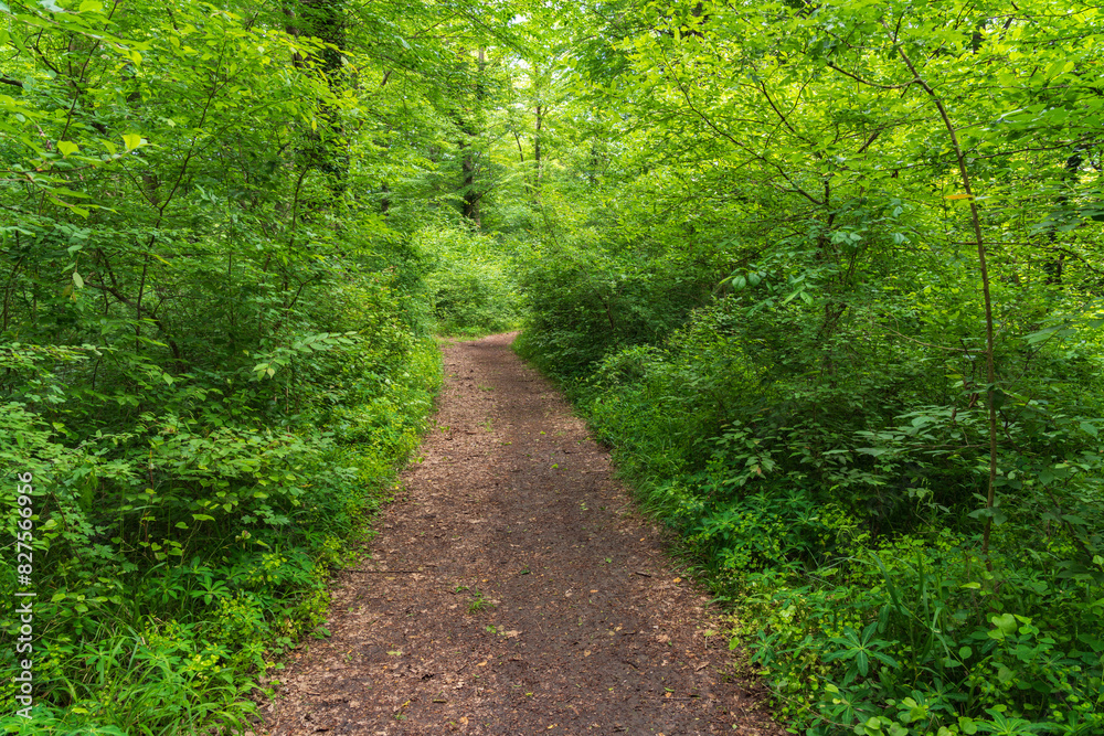 Fototapeta premium Trekking trail in dense green forest
