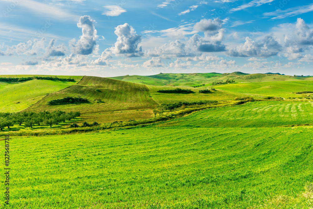 young spring field on hills of green rustic farmland with grass plants and garden. Countryside green spring or summer season landscape of farm with beautiful blue cloudy sky on background