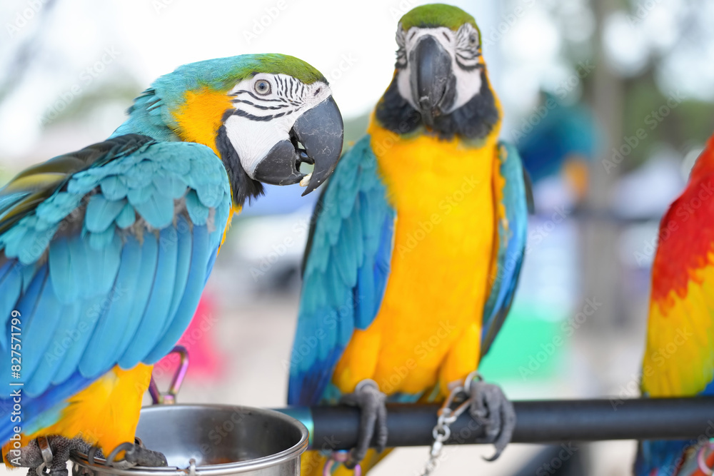 Obraz premium Blue gold macaw parrot standing on a perch.