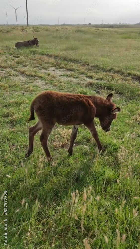 Vertical video of walking brown donkeys among green grass in countryside and wind turbines. Eco life concept. Selective focus. Sunny day Vertical video of walking brown donkeys among green grass in countryside and wind turbines. Eco life concept. Selective focus. Sunny day
