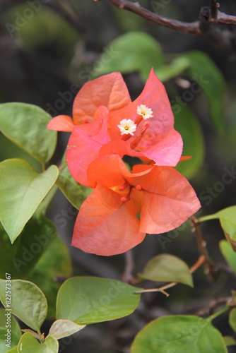 Bougainville red rose in the garden