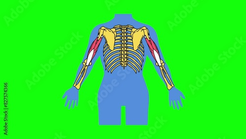 Flat Detailed Outlined Triceps Brachii Extension - Skeleton on Green Screen Background photo