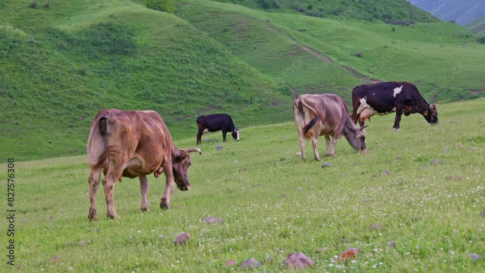 Horned brown and black milk cows grazing at evening springtime mountain grassland. Horned brown and black milk cows grazing at evening springtime mountain grassland.