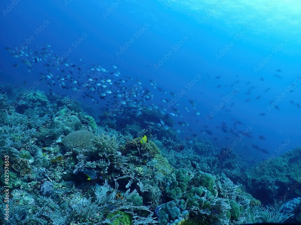 Coral reef in Lazi, Siquijor