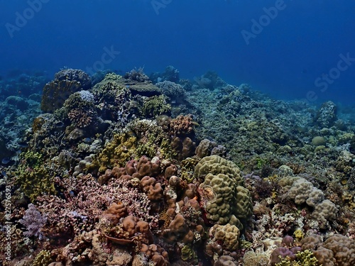 Coral reef in San Juan, Siquijor