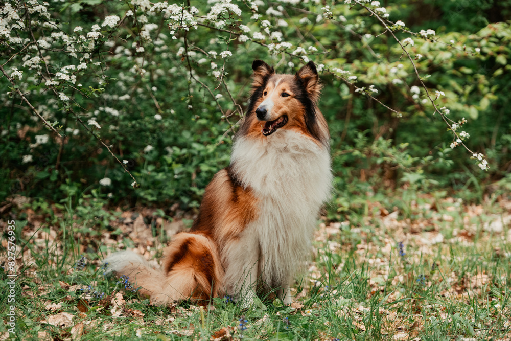 Amerikanischer Collie Amerikanischer Collie