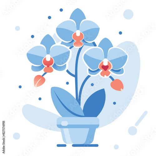 A Blue Orchid Plant in a Pot with Three Blooms