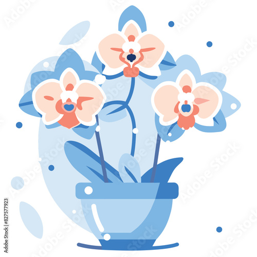 Potted blue and pink orchid flowers with white centers