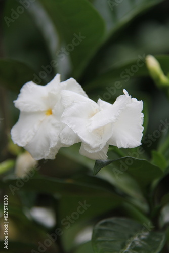 Gardenia Jasmine white rose flower