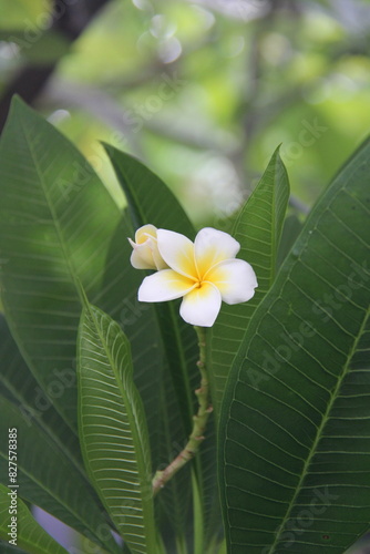 frangipani plumeria flowers