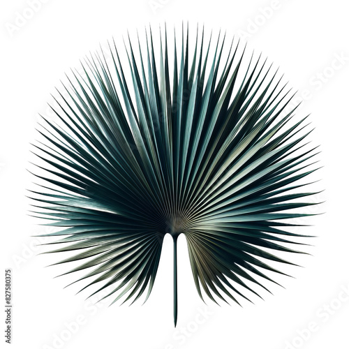 ai-generated item, rare, odd, high, 56 9. a spiky palm leaf with long, slender segments and a fan-like arrangement, capturing the ess photo