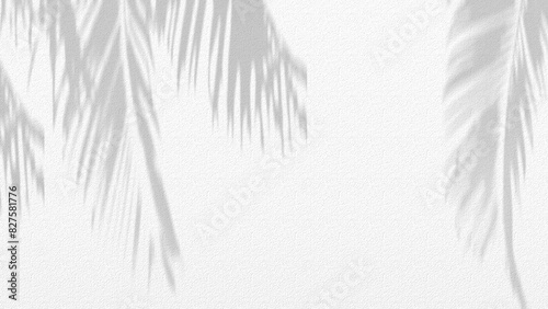  Leaves shadow on white background