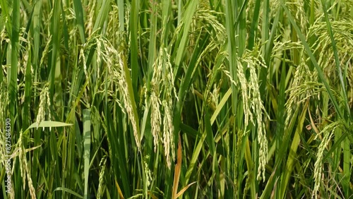 A handheld close up footage of moving paddy caused by wind during daytime