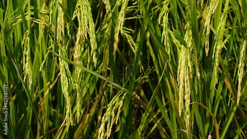 A handheld close up footage of moving paddy caused by wind during daytime