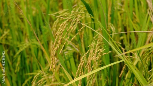A handheld close up footage of moving paddy caused by wind during daytime