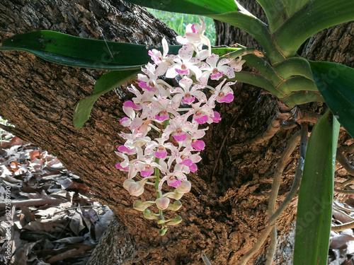 Purple Rhynchostylis gigantea orchid flower blooming beautifully in the garden ,with warm sunshine in the winter of the country Thailand.