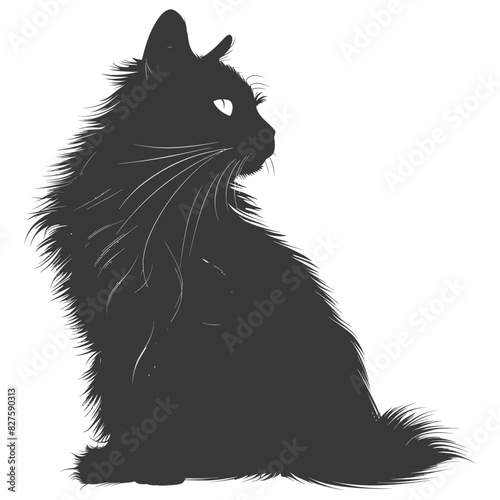 Silhouette long hair cat animal full body black color only