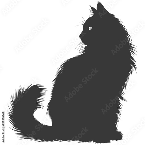 Silhouette long hair cat animal full body black color only