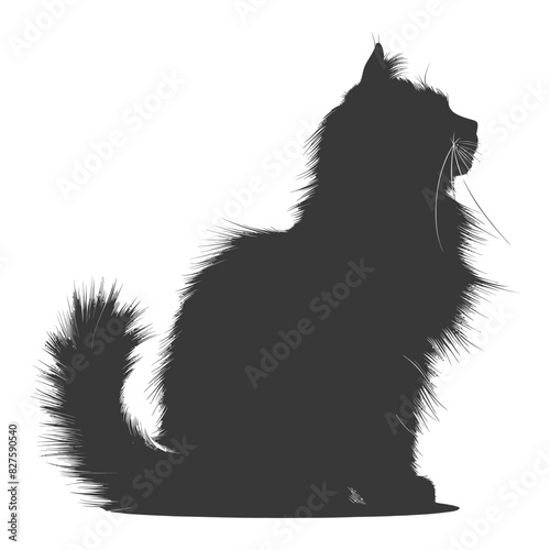 Silhouette long hair cat animal full body black color only