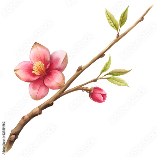 Twig Flower PNG use for botanical illustrations, natural decor, floral arrangements, greeting cards, wedding invitations, nature-themed, crafts, scrapbooking, home decor