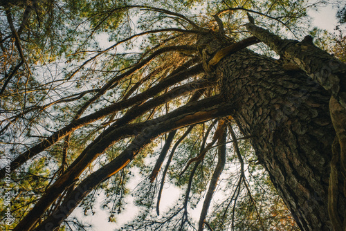 Looking skyward at a pine tree surrounded by vines in the Carolina North Forest, Chapel Hill, North Carolina