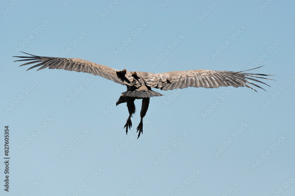 Fototapeta premium Vautour fauve,.Gyps fulvus, Griffon Vulture, Parc naturel régional des grands causses 48, Lozere, France