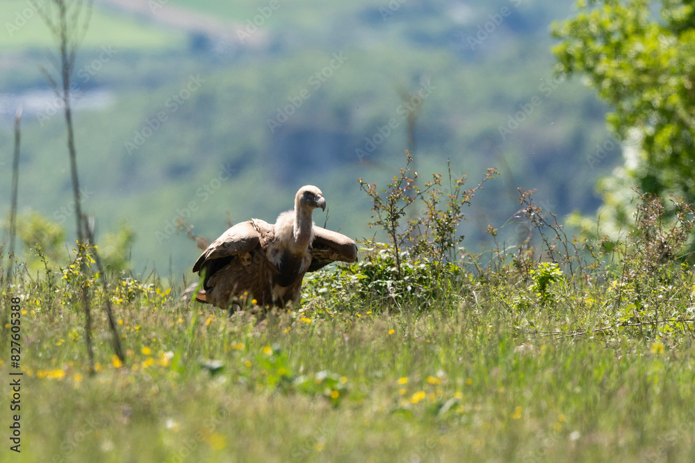 Fototapeta premium Vautour fauve,.Gyps fulvus, Griffon Vulture, Parc naturel régional des grands causses 48, Lozere, France
