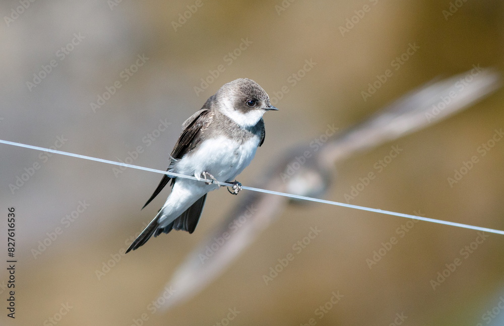 Fototapeta premium bird on a wire
