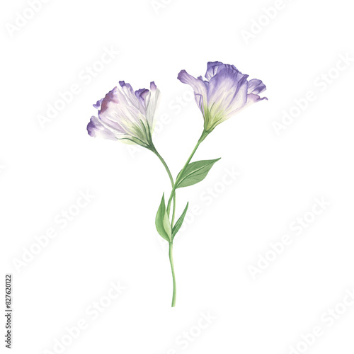 Lisianthus flower watercolor  isolated on white. Romantic pink flower. Spring Love Rose blossom. Detailed botanical illustration