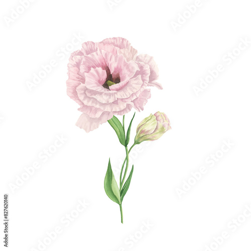 Lisianthus flower watercolor  isolated on white. Spring pink flowers bouquet. Spring Love Rose blossom. Detailed botanical illustration