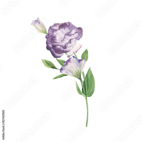 Lisianthus flower watercolor  isolated on white. Spring purple white Love Rose  flower. Elegant spring  bouquet. Romantic floral arrangement