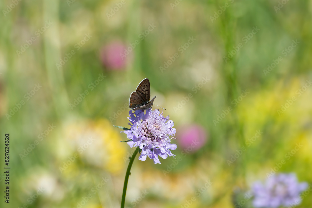 Male Sooty Copper (Lycaena tityrus) butterfly sitting on a small scabious in Zurich, Switzerland Male Sooty Copper (Lycaena tityrus) butterfly sitting on a small scabious in Zurich, Switzerland